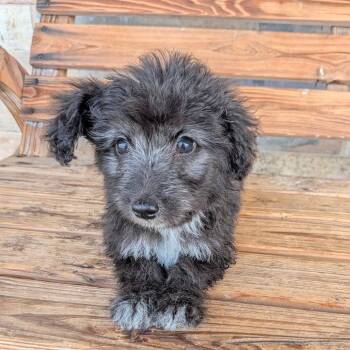 RALEIGH -  Poodle and Collie Dog for Adoption in Chico, California - RALEIGH | PetCurious