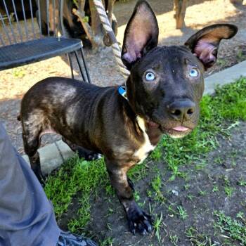 Rescue German Shepherd Dog and Siberian Husky Dogs for Adoption in Long Beach, California - BLUE | PetCurious
