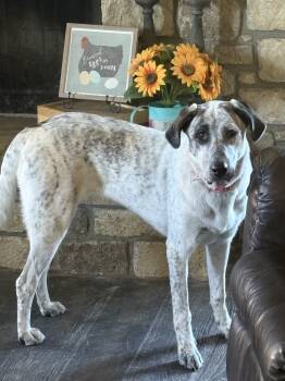 Rescue Anatolian Shepherd Dogs for Adoption in Tulsa, Oklahoma - Marley Jo | PetCurious