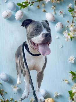 Pit Bull Terrier Dogs Available for Adoption in Santa Monica, California - Jay Jay | PetCurious
