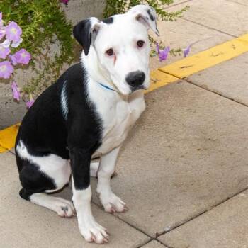 SIDON -  Pointer and Mixed Breed Dog for Adoption in St. Louis, Missouri - SIDON | PetCurious