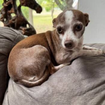 Rescue Chihuahua and Dachshund Dogs for Adoption in Thompson Falls, Montana - Bruiser | PetCurious