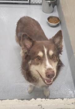 Siberian Husky Dogs Available for Adoption - Pen 161 Rusty | PetCurious