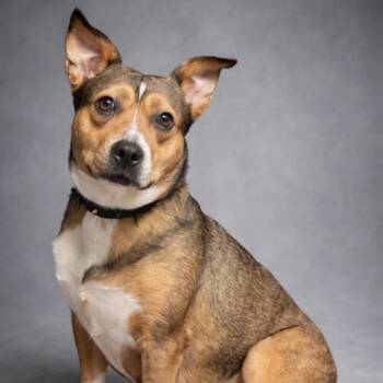 Cattle Dog and Mixed Breed Dogs Available for Adoption in Cedarburg, Wisconsin - Primrose | PetCurious