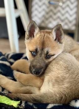 Husky and Shepherd Dogs Available for Adoption - Rhea | PetCurious