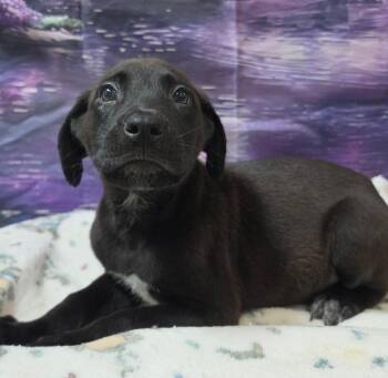 Gengar -  German Shepherd Dog and Labrador Retriever Dog for Adoption in Sedalia, Colorado - Gengar | PetCurious