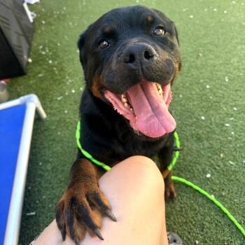 Lola -  Rottweiler Dog for Adoption in Binghamton, New York - Lola | PetCurious
