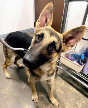 Bark Vadar -  German Shepherd Dog Dog for Adoption in Denham Springs, Louisiana - Bark Vadar | PetCurious