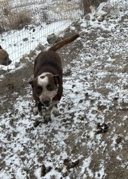 Rescue Australian Cattle Dog Blue Heeler Dogs for Adoption in Riverton, Utah - River | PetCurious