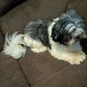 BARKER -  Shih Tzu Dog for Adoption in Harlem, Georgia - BARKER | PetCurious