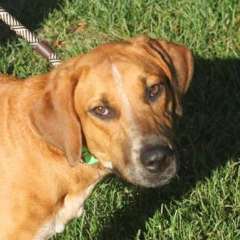 Jacki -  Hound and Mixed Breed Dog for Adoption in Elk Grove Village, Illinois - Jacki | PetCurious