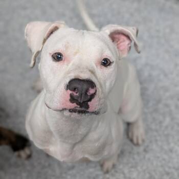 Dahlia -  American Staffordshire Terrier Dog for Adoption in Grand Rapids, Michigan - Dahlia | PetCurious