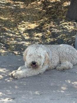 Carrot Top -  Standard Poodle and Labrador Retriever Dog for Adoption in Fresno, California - Carrot Top | PetCurious