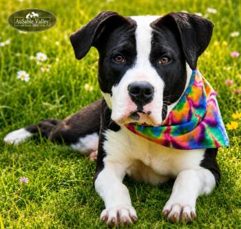 Bella -  Mixed Breed Dog for Adoption in Grayling, Michigan - Bella | PetCurious