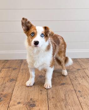 Felix -  Corgi and Mixed Breed Dog for Adoption in Georgetown, Ohio - Felix | PetCurious