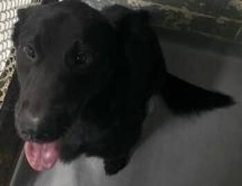Jett -  German Shepherd Dog and Labrador Retriever Dog for Adoption in Blue Ridge, Georgia - Jett | PetCurious