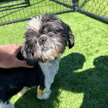 Oreo -  Shih Tzu Dog for Adoption in Matteson, Illinois - Oreo | PetCurious