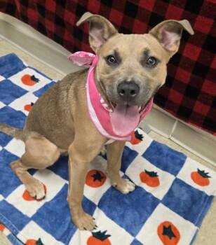 Castiel- Blue -  Mixed Breed Dog for Adoption in Hamilton, Ohio - Castiel- Blue | PetCurious
