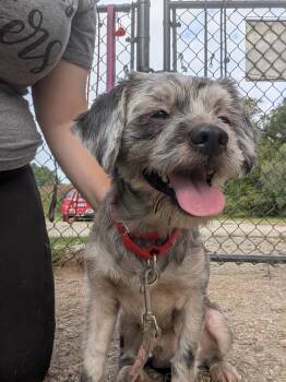 Cesar Salad -  Lhasa Apso Dog for Adoption in Mansfield, Connecticut - Cesar Salad | PetCurious