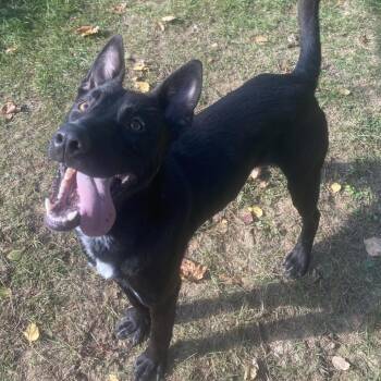 Shadow -  Shepherd Dog for Adoption in Standish, Michigan - Shadow | PetCurious