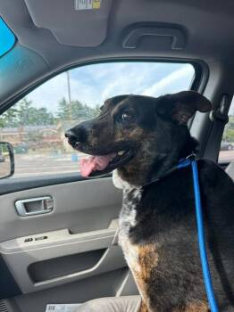 Iris -  Shepherd Dog for Adoption in Cloquet, Minnesota - Iris | PetCurious