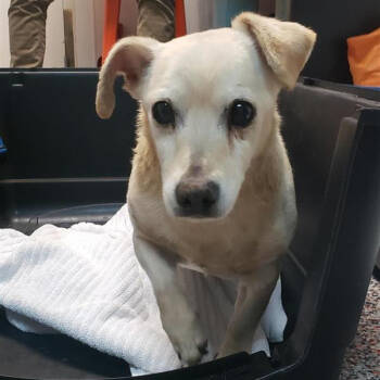 Rescue Mixed Breed Dogs for Adoption in Salt Lake City, Utah - Herbert | PetCurious