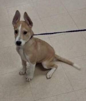 TIMBER -  German Shepherd Dog and Mixed Breed Dog for Adoption in Killeen, Texas - TIMBER | PetCurious