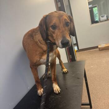 Tonka -  Mixed Breed Dog for Adoption in Columbus, Georgia - Tonka | PetCurious