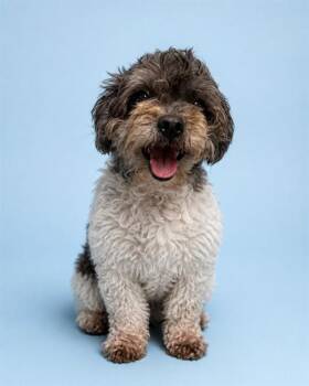 PANDY -  Maltese and Poodle Dog for Adoption in Westminster, Maryland - PANDY | PetCurious