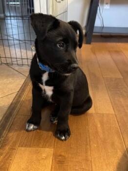 Black Labrador Retriever and Retriever Dogs Available for Adoption - Oreo | PetCurious