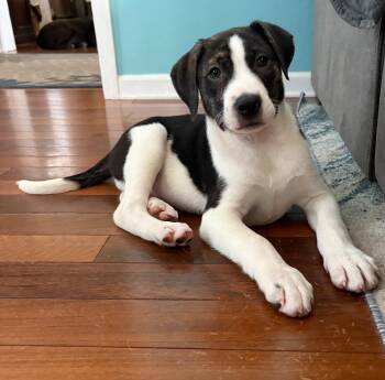 Oswald -  Mixed Breed Dog for Adoption in Riverdale, New Jersey - Oswald | PetCurious