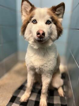 FAWN -  Siberian Husky and Mixed Breed Dog for Adoption in Houston, Texas - FAWN | PetCurious