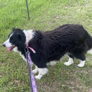 Australian Shepherd Dogs Available for Adoption in Danville, Vermont - Izzy | PetCurious