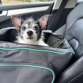 Poppy 2026-436 -  Chihuahua Dog for Adoption in Winder, Georgia - Poppy 2026-436 | PetCurious