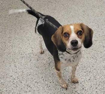 Alice -  Beagle and Mixed Breed Dog Available for Adoption in Kansas City, Missouri - Alice | PetCurious