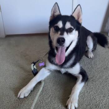 Balto -  Alaskan Malamute and Husky Dog for Adoption in Corpus Christi, Texas - Balto | PetCurious