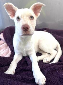 PEARL -  Mixed Breed Dog for Adoption in Dallas, Texas - PEARL | PetCurious