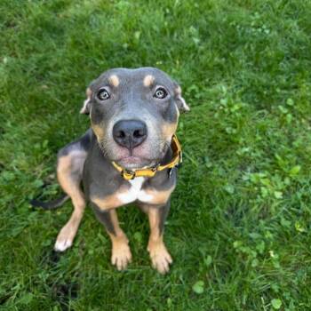 Vietta--In Foster -  Pit Bull Terrier Dog for Adoption in Fargo, North Dakota - Vietta--In Foster | PetCurious