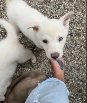Shepherd Dogs Available for Adoption in Santa Monica, California - Romeo | PetCurious
