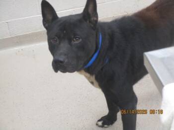 (49) -  Pit Bull Terrier Dog for Adoption in Marietta, Georgia - (49) | PetCurious