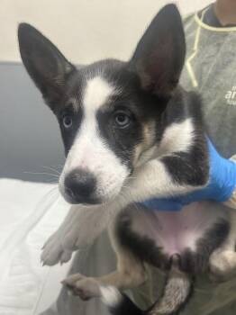 MARYBEL -  Husky and Mixed Breed Dog for Adoption in Las Vegas, Nevada - MARYBEL | PetCurious