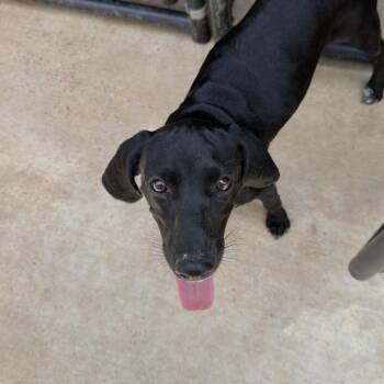 Emily -  Beagle Dog for Adoption in Birmingham, Alabama - Emily | PetCurious