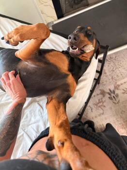 Doberman Pinscher Dogs Available for Adoption in Jacksonville, North Carolina - Salem | PetCurious