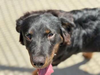 PIPER -  Border Collie and Mixed Breed Dog for Adoption in Tulsa, Oklahoma - PIPER | PetCurious