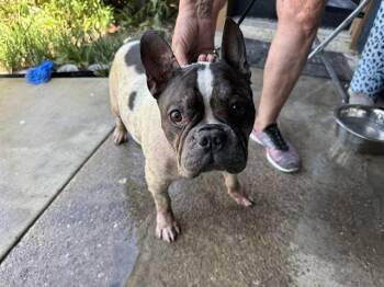 ROODY -  French Bulldog and Mixed Breed Dog for Adoption in Rowlett, Texas - ROODY | PetCurious