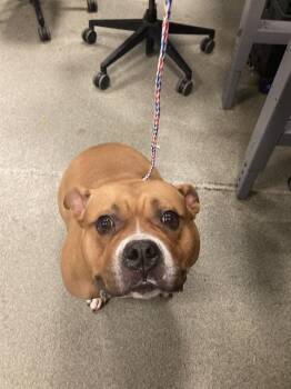 Mixed Breed Dogs Available for Adoption in Dallas, Texas - UNO | PetCurious