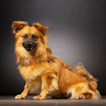 Cowboy -  Mixed Breed Dog for Adoption in Jupiter, Florida - Cowboy | PetCurious