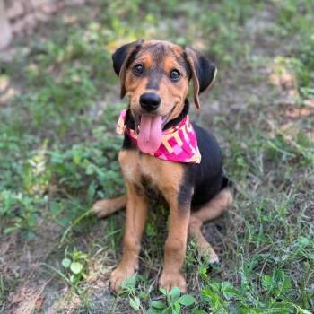 Astra -  Hound Dog for Adoption in Livingston, Texas - Astra | PetCurious