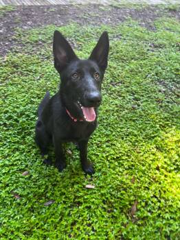 Raven -  German Shepherd Dog Dog for Adoption in Green Cove Springs, Florida - Raven | PetCurious