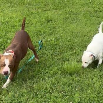 Bob -  Mixed Breed Dog for Adoption in Edwardsville, Illinois - Bob | PetCurious